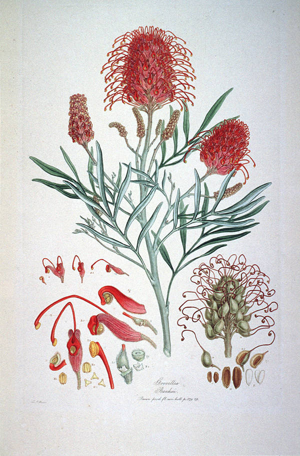 Ilustração de *Grevillea banksii* no florilégio *Illustrationes Florae Novae Hollandiae* flores
